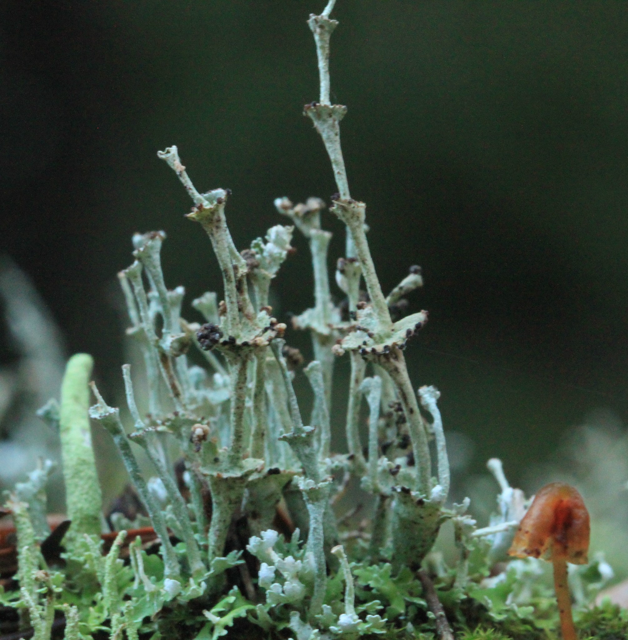 Cladonia concinna image