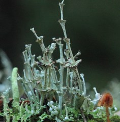 Cladonia concinna