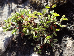 Oxalis stokoei