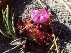 Drosera acaulis