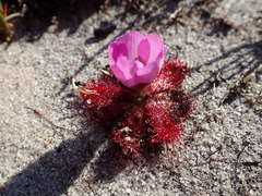 Drosera acaulis