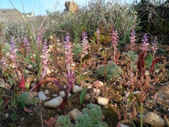 Lachenalia membranacea