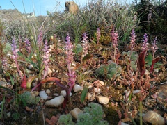 Lachenalia membranacea