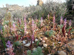 Lachenalia membranacea
