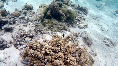 Acropora florida