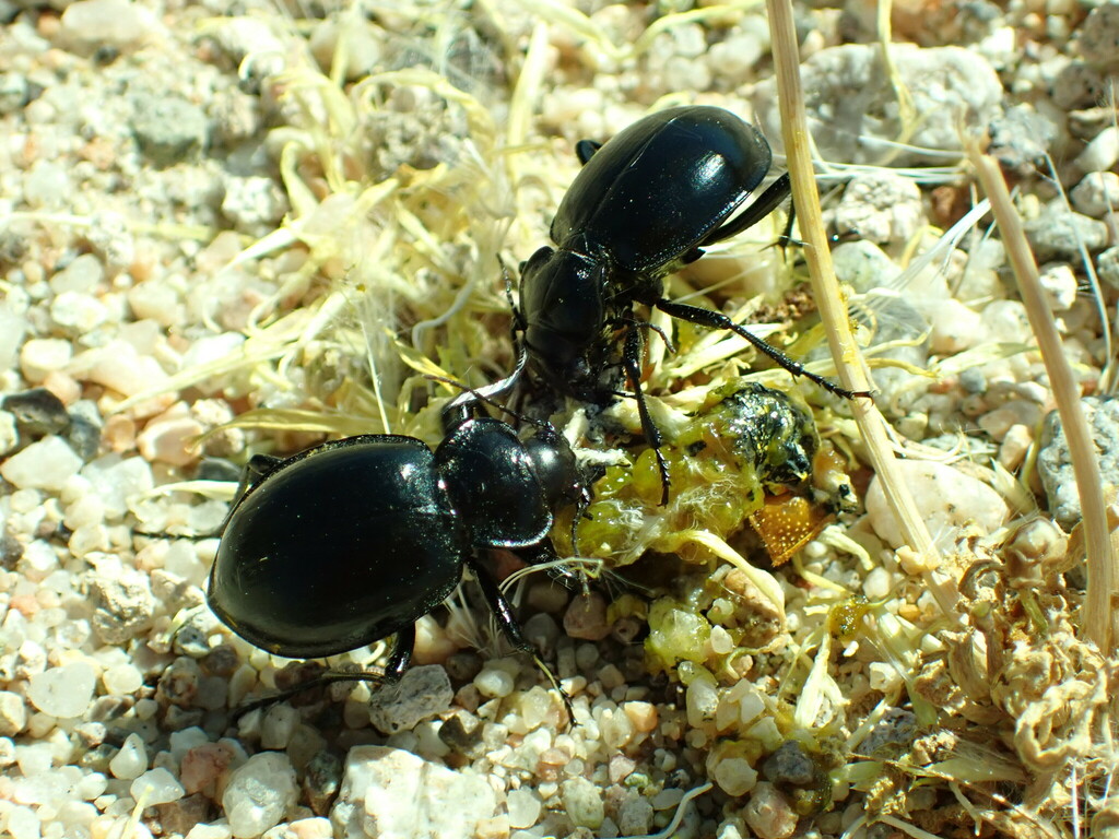 Calosoma latipenne