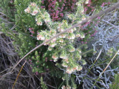 Erica setulosa