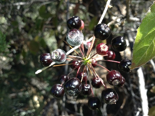 Arizona spikenard (Aralia humilis)