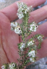 Erica setulosa