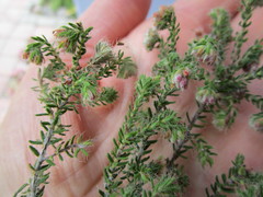 Erica setulosa