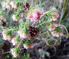 Erica setulosa