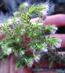 Erica setulosa