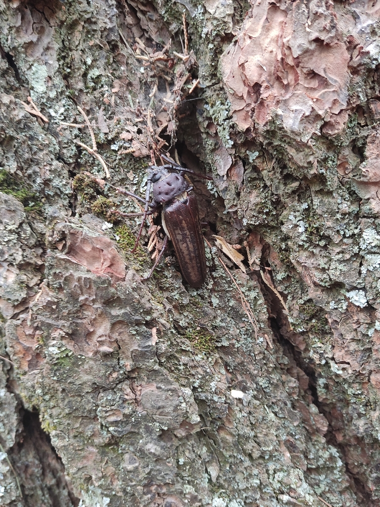 Ponderous Borer