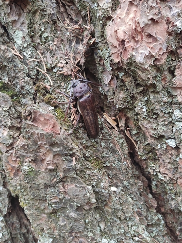 Ponderous Borer