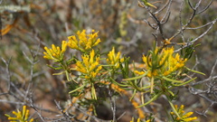 Pteronia paniculata