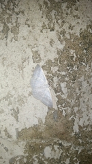 Lomographa platyleucata