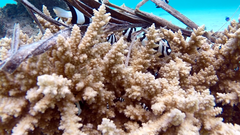 Acropora florida