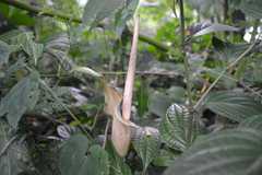 Amorphophallus variabilis