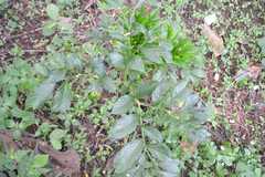 Amorphophallus variabilis