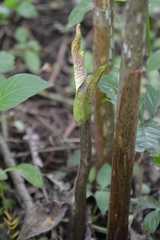 Amorphophallus variabilis