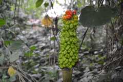 Amorphophallus variabilis