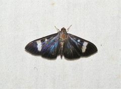 Erilusa leucoplagalis