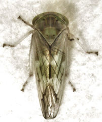 Tremulicerus distinguendus