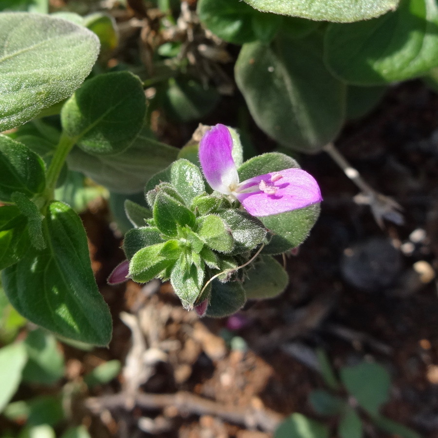 Dicliptera paposana; photograph (c) Rodrigo Castillo Tapia, some rights reserved (CC BY)