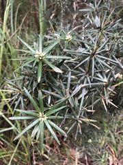Cyathodes glauca
