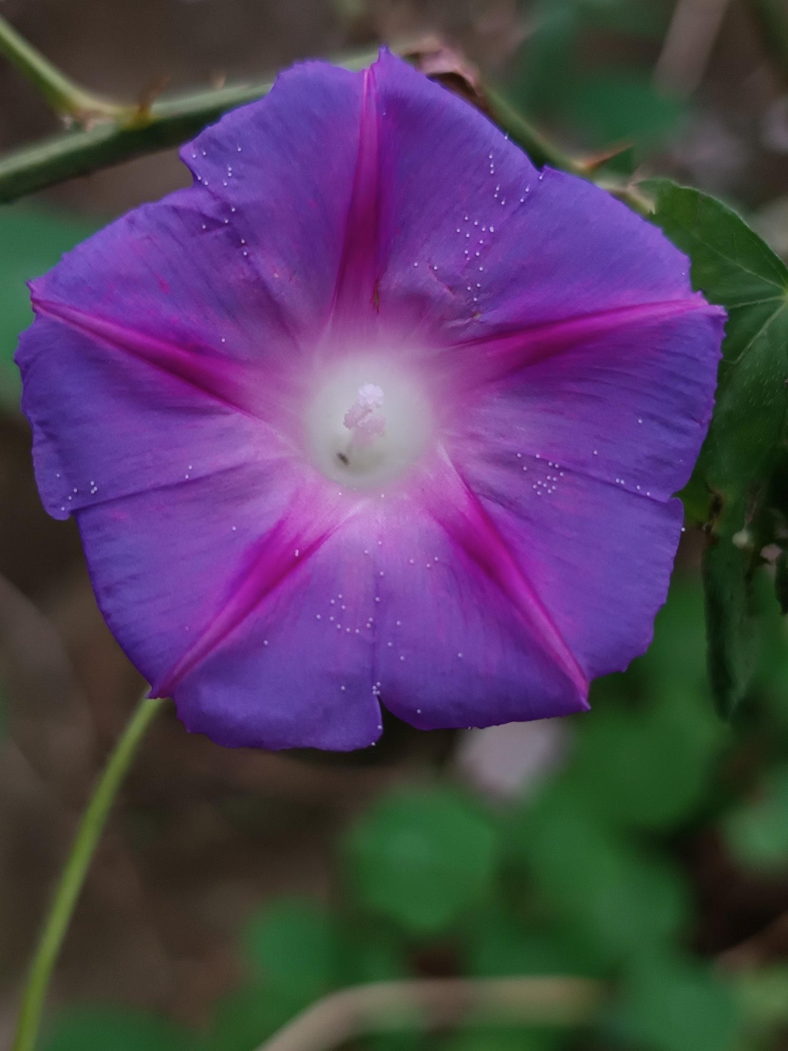 Ipomoea purpurea