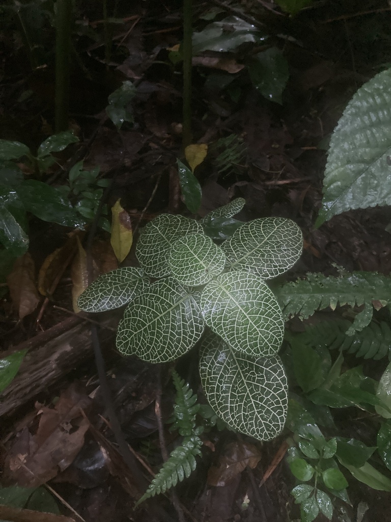 Nerve Plant