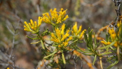 Pteronia paniculata