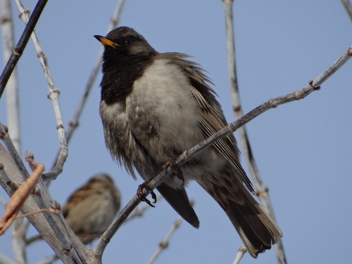 Black-throated Thrush