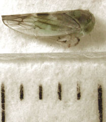 Tremulicerus distinguendus