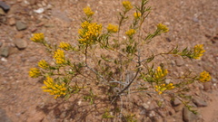 Pteronia paniculata