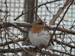 Turdus ruficollis