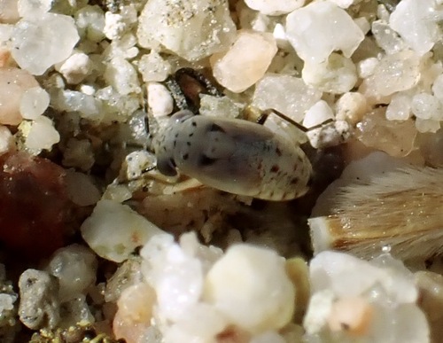 Western Big-eyed Bug photo 5