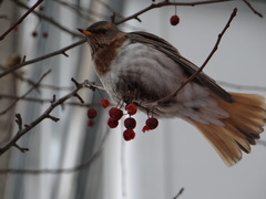 Turdus ruficollis