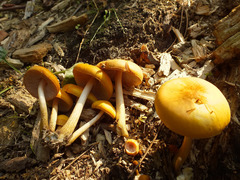 Pluteus variabilicolor