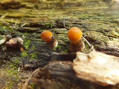 Pluteus variabilicolor