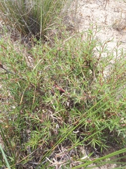 Cliffortia acutifolia
