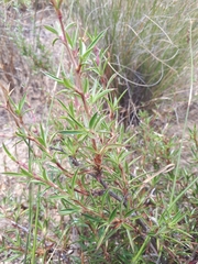 Cliffortia acutifolia