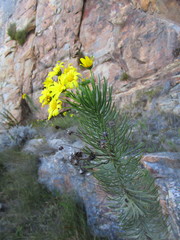 Euryops rehmannii