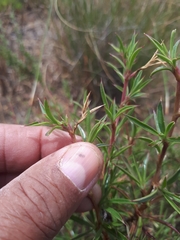 Cliffortia acutifolia