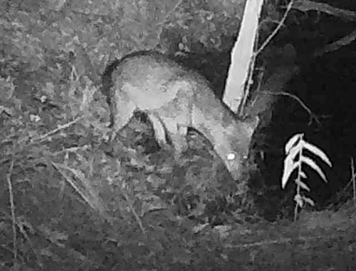 Crab-eating Fox