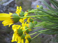 Euryops rehmannii