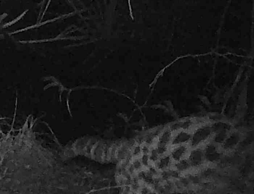 Southern Margay