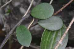Hoya