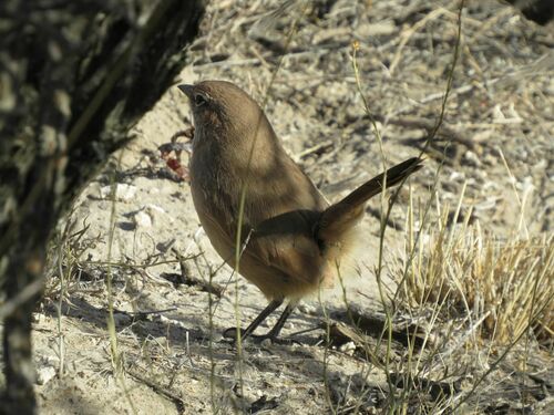 Sandy Gallito (Teledromas fuscus)