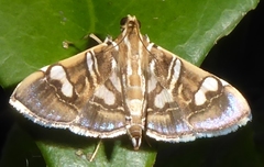 Chabula
